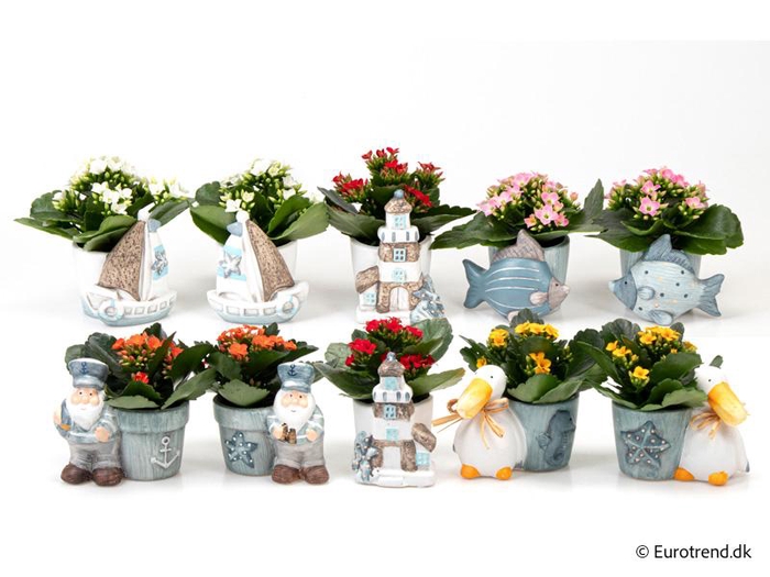 <h4>KALANCHOE BLOSSF p6 E 4631</h4>