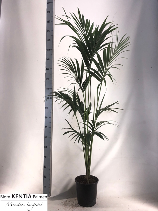 <h4>HOWEA FORSTERIANA</h4>