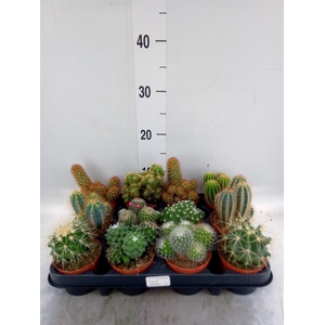 Cactus   ...mix