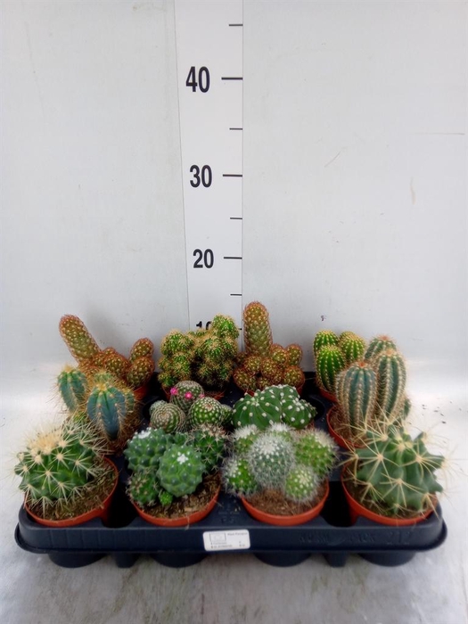 <h4>Cactus   ...mix</h4>