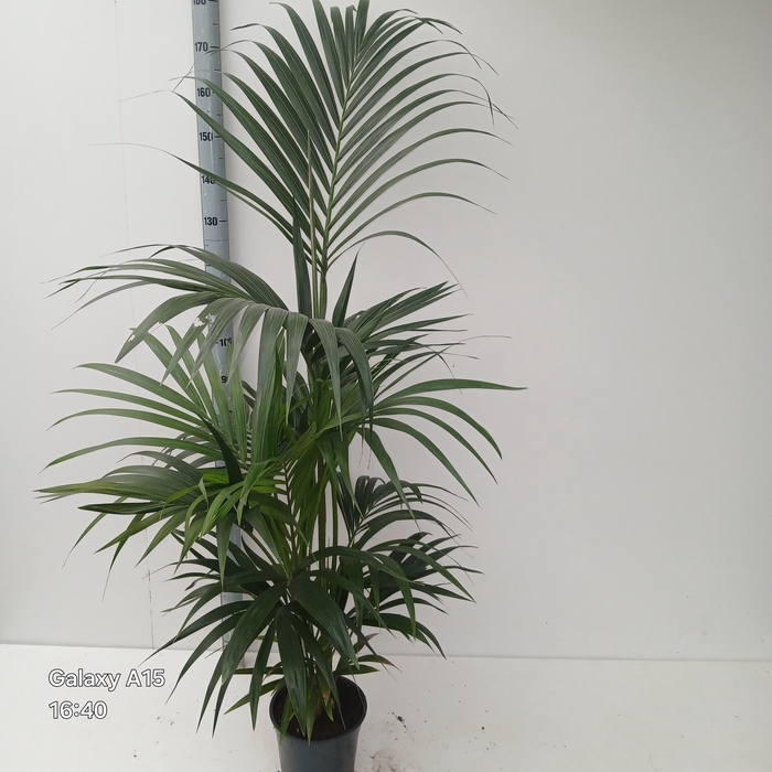 <h4>HOWEA FORSTERIANA</h4>