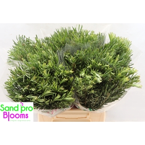LEUCAD GALPINII