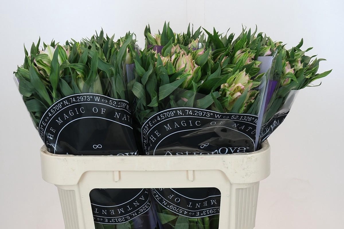 Alstroemeria Astronova Thabit