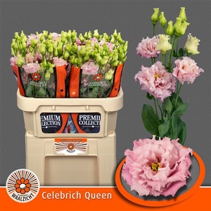 Eustoma G Celeb Queen
