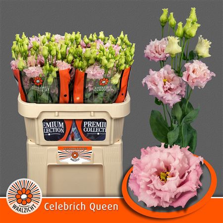 <h4>Eustoma G Celeb Queen</h4>