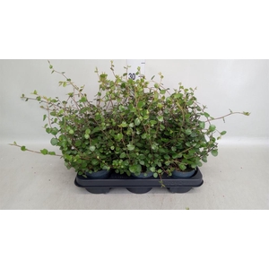 Muehlenbeckia com. 'Mao'ri'