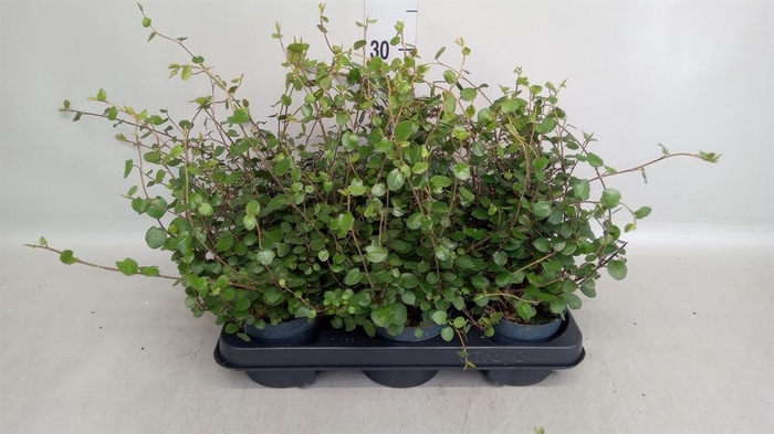 <h4>Muehlenbeckia com. 'Mao'ri'</h4>