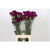 Dianthus St Yukari Violet
