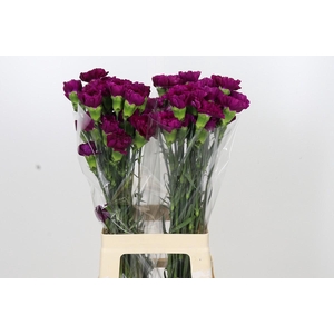 Dianthus St Yukari Violet