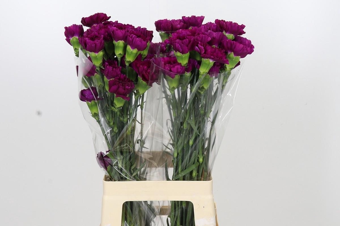 <h4>Dianthus St Yukari Violet</h4>