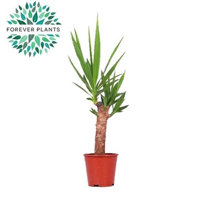 Yucca p14, 30 cm (1+ KOP)