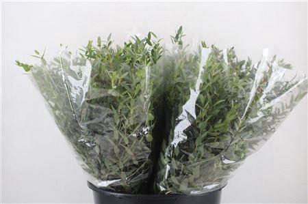 <h4>EUC PARVIFOLIA P BS</h4>