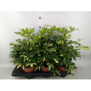Schefflera arbor. 'Gerda'