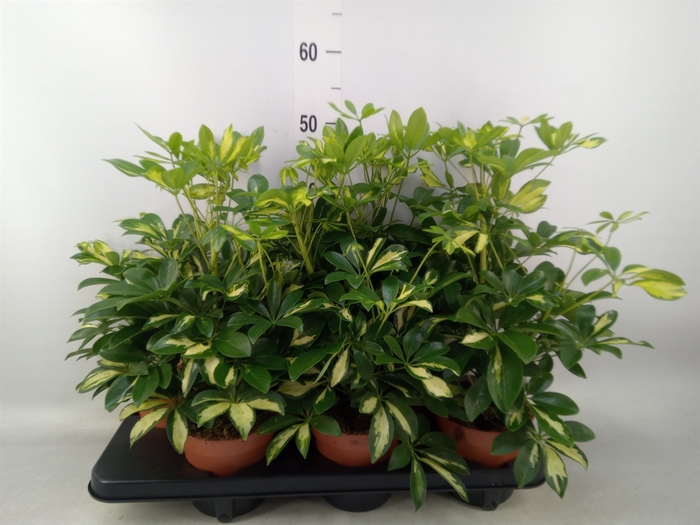 <h4>Schefflera arbor. 'Gerda'</h4>