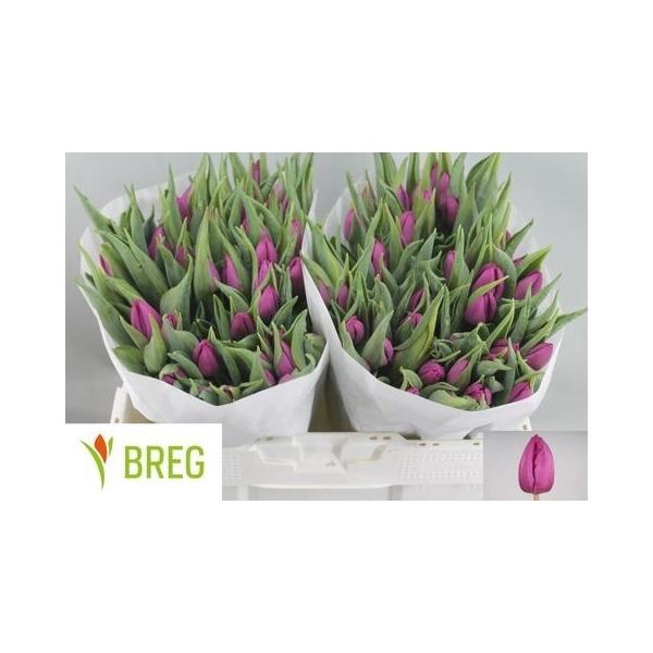 <h4>TU EN PURPLE PRINCE</h4>