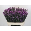 Aster Baby Pink