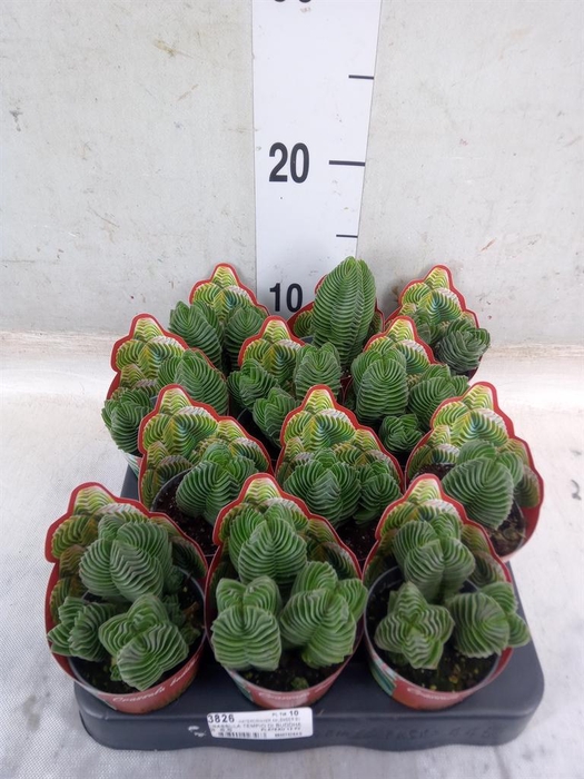 <h4>Crassula   ...</h4>