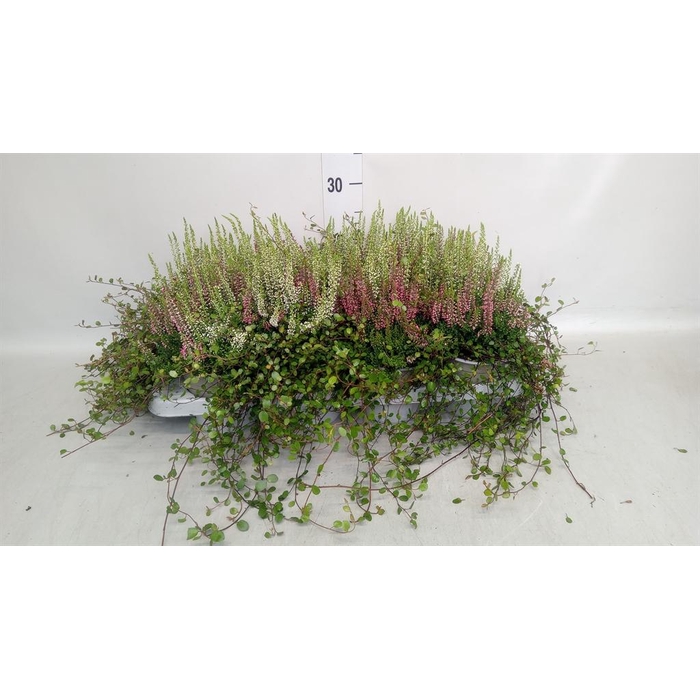 <h4>Calluna vulg. 'Beauty L' ..mix 2/p</h4>