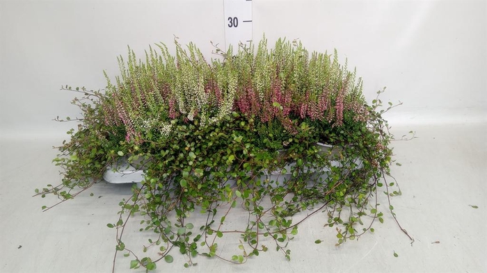 Calluna vulg. 'Beauty L'  ..mix 2/p