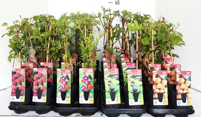 <h4>Fruitbomen Mixk 1 Srt Per Tray</h4>