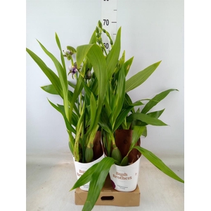 Zygopetalum  'Louisendorf'