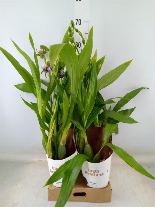 <h4>Zygopetalum  'Louisendorf'</h4>