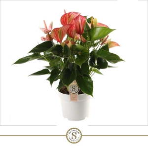 Anthurium Livium Red 17cm