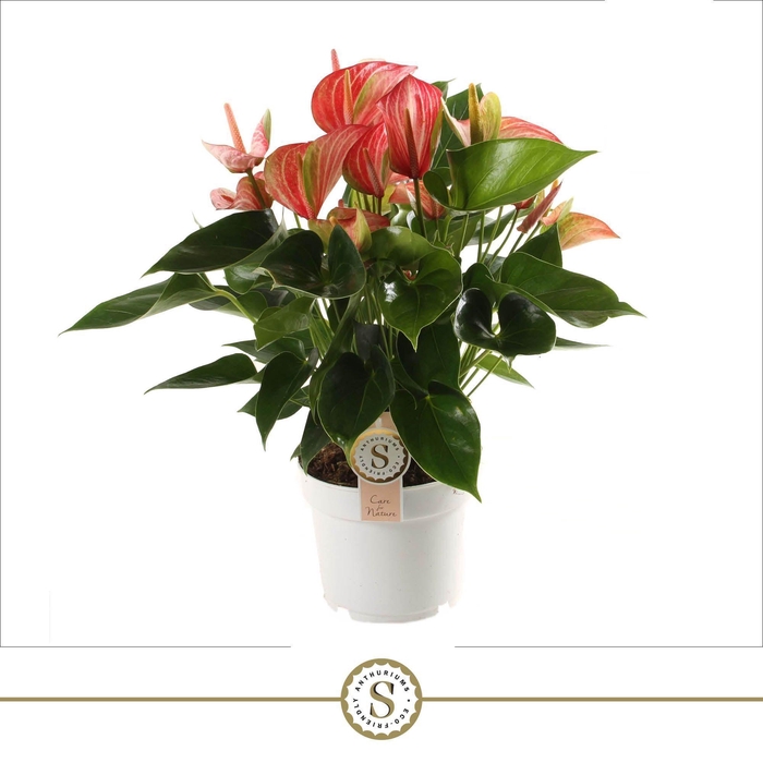 <h4>Anthurium Livium Red 17cm</h4>