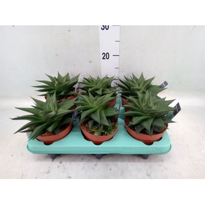 Haworthia   ...