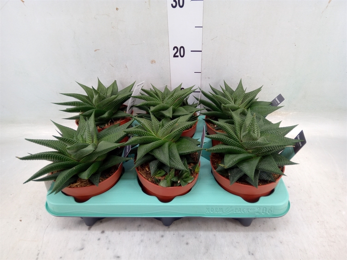 <h4>Haworthia   ...</h4>