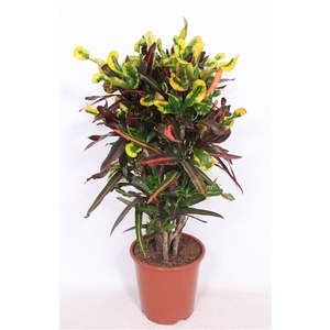 Codiaeum Mammi (Croton Mammi)