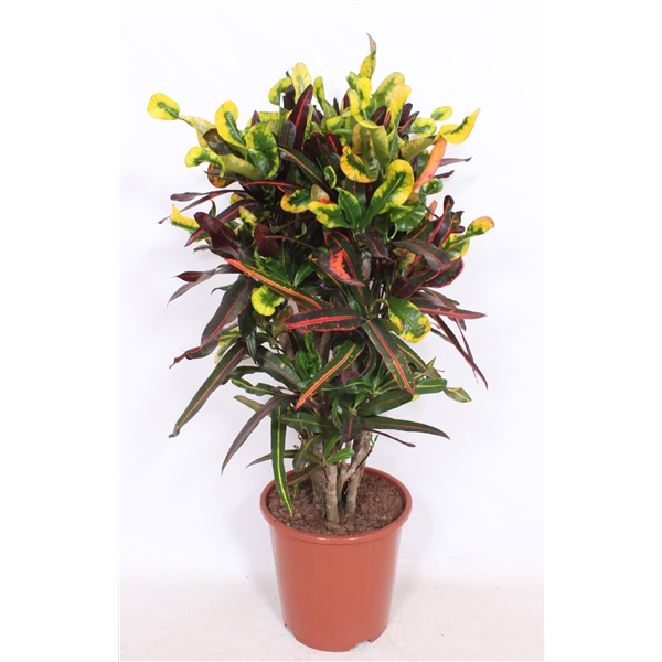 <h4>Codiaeum Mammi (Croton Mammi)</h4>