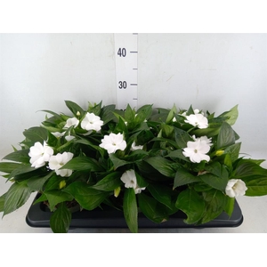 Impatiens NG 'Tamarinda White'