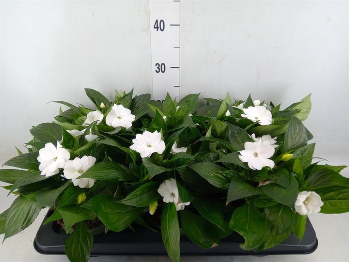 <h4>Impatiens NG 'Tamarinda White'</h4>