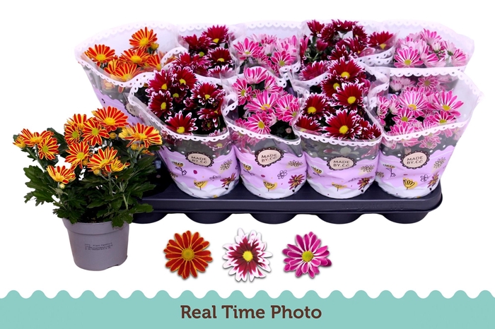 <h4>CHRYS GEM 2 KL BLOEM</h4>