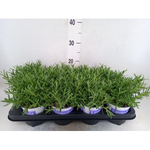 Lavandula angus. 'Hidcote'