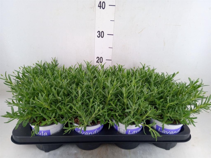 <h4>Lavandula angus. 'Hidcote'</h4>