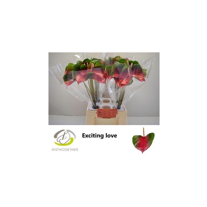 <h4>Anth A Exciting Love</h4>