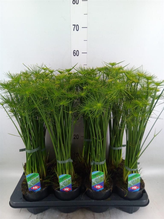 <h4>Cyperus haspan</h4>
