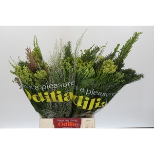 BQ Cape Greenmix