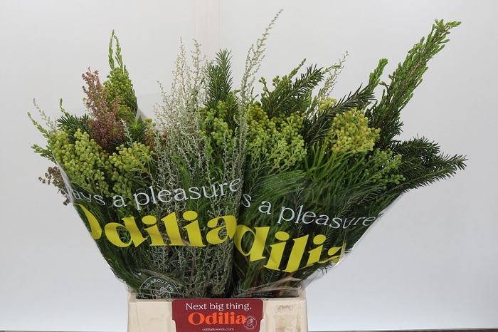 <h4>BQ Cape Greenmix</h4>