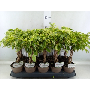 Ficus benja. 'Bushy King'