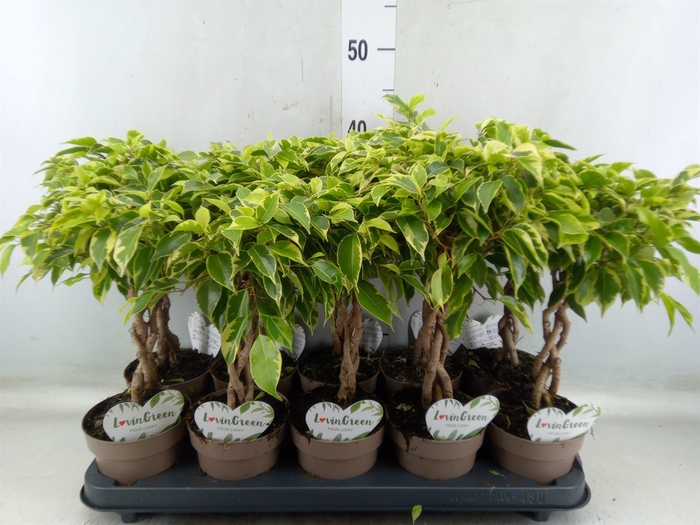 <h4>Ficus benja. 'Bushy King'</h4>