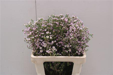 <h4>Chame Un Early Nir</h4>