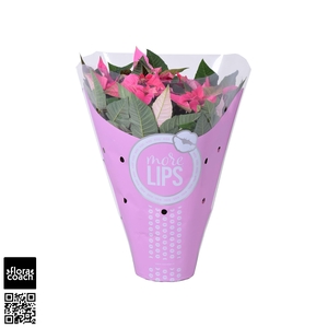 Euphorbia pulc. 'Princ Pink'