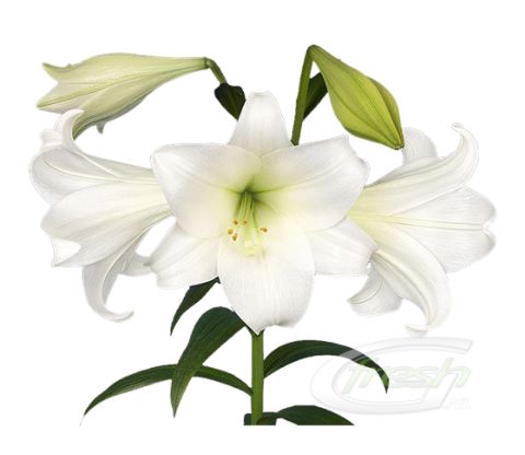 <h4>LI LF WHITE HEAVEN 2+ 520</h4>