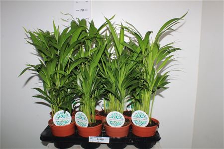 <h4>Dypsis Lutescens 15pp</h4>