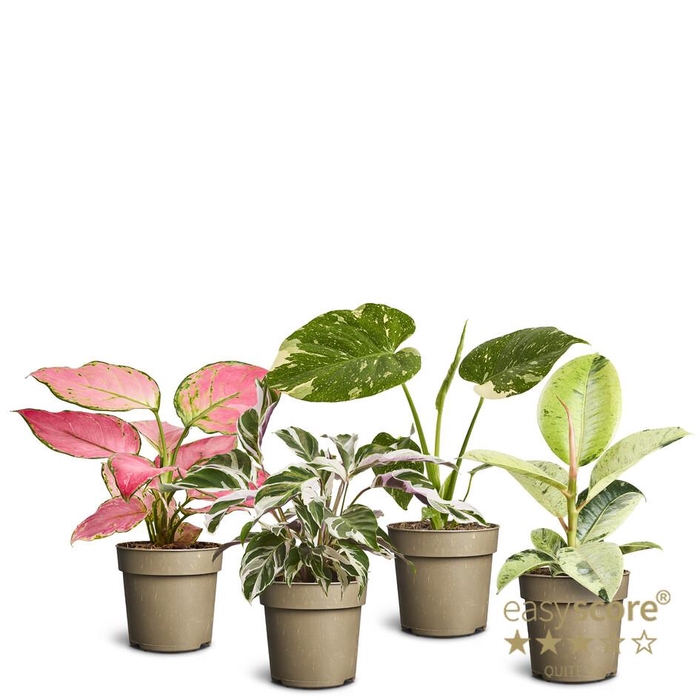 Green Premium Collection