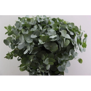 Euca Cinerea 45 Cm P Stem