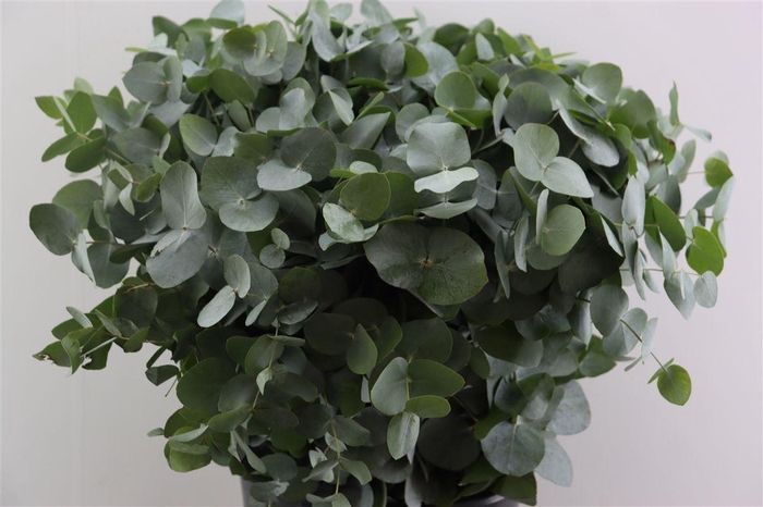 <h4>Euca Cinerea 45 Cm P Stem</h4>